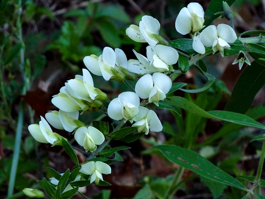{Baptisia bracteata}